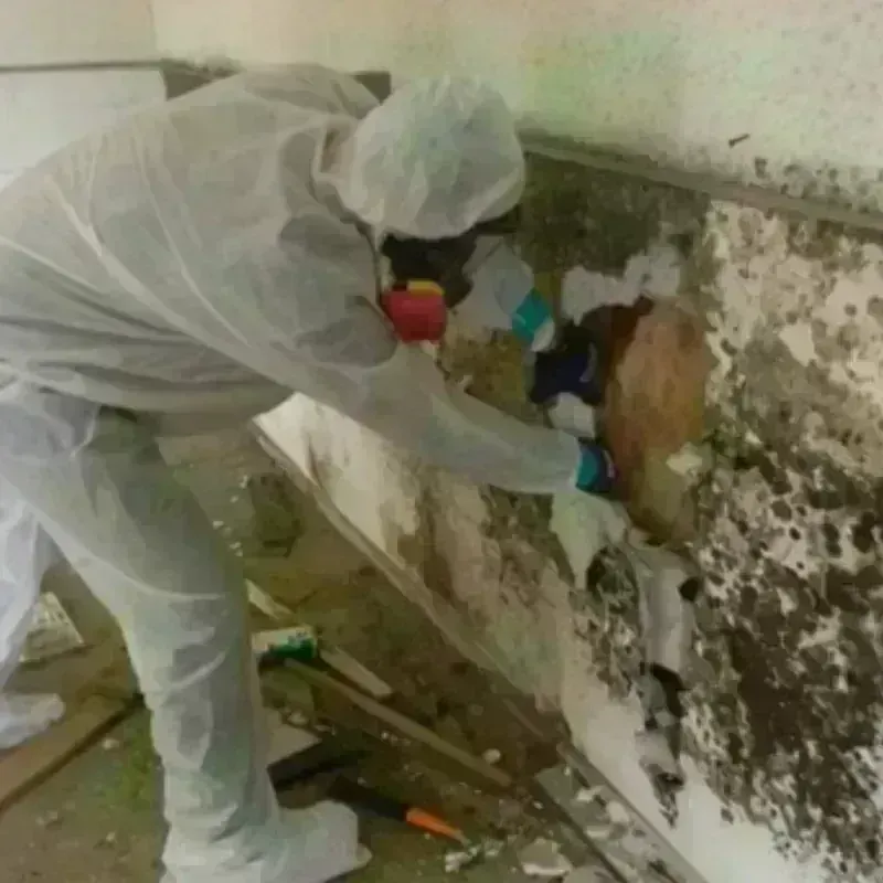 Mold Remediation and Removal in Richland County, MT